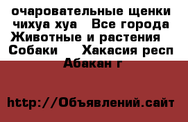 очаровательные щенки чихуа-хуа - Все города Животные и растения » Собаки   . Хакасия респ.,Абакан г.